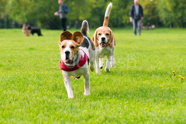 Dogs playing at park Stock photo © DenisNata