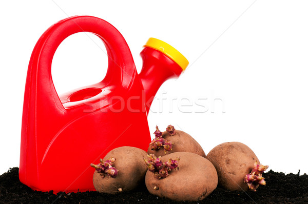 Stock photo: Potatoes sprouts