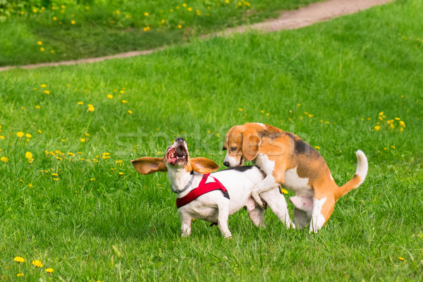 Hunde spielen Park Gruppe schönen funny Stock foto © DenisNata