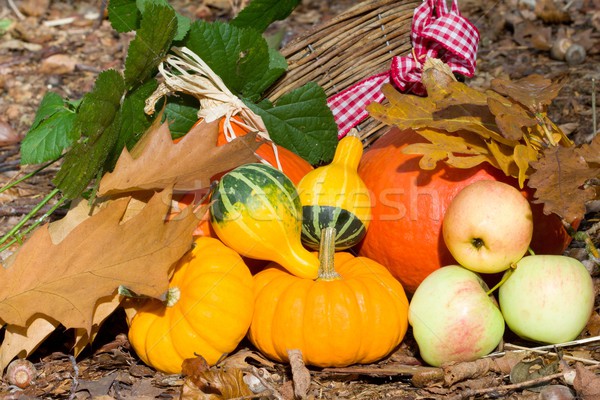 Autunno vegetali primo piano foto legno Foto d'archivio © Dermot68