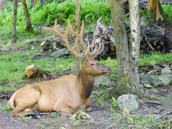 ストックフォト: カナダ · 鹿 · 写真 · 動物