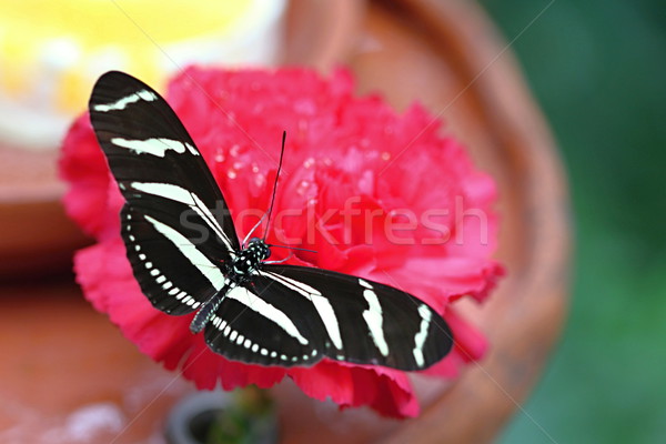 Colorido borboleta foto detalhes parque flor Foto stock © Dermot68