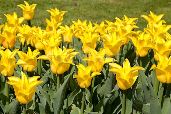 Colorato tulipani foto dettagli tulipano Foto d'archivio © Dermot68