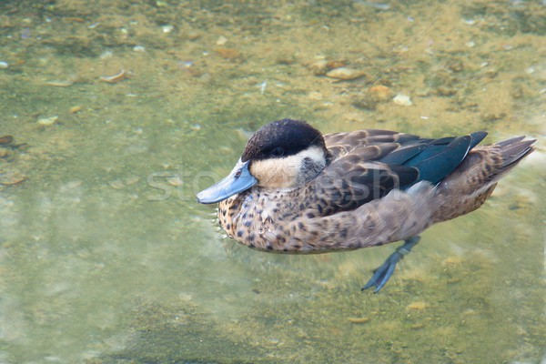 Sauvage canard lac photo nature [[stock_photo]] © Dermot68