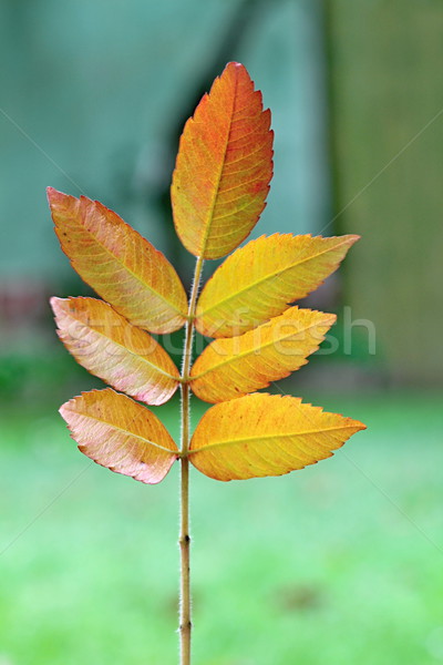 秋 カラフル 木材 写真 遅い 時間 ストックフォト © Dermot68