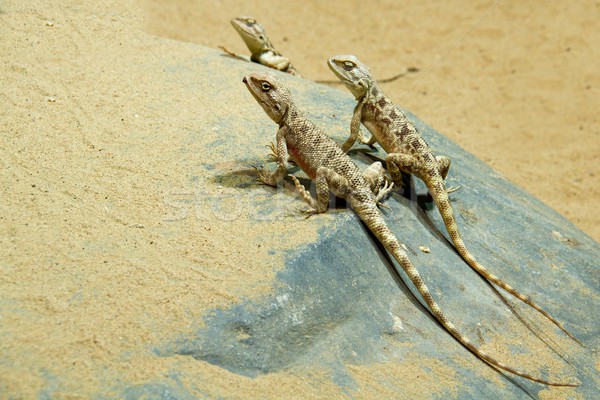 Lagarto areia foto natureza Foto stock © Dermot68