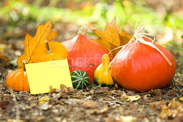 Outono cartão foto vegetal Foto stock © Dermot68