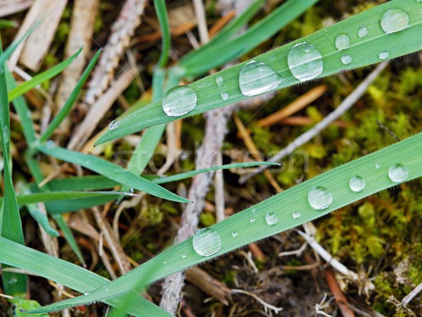 Picături de apă fotografie detalii iarba verde floare apă Imagine de stoc © Dermot68