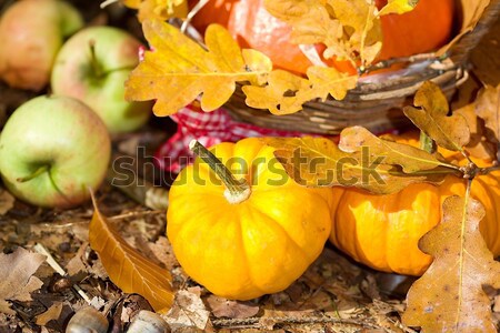 Stockfoto: Najaar · wenskaart · foto · plantaardige