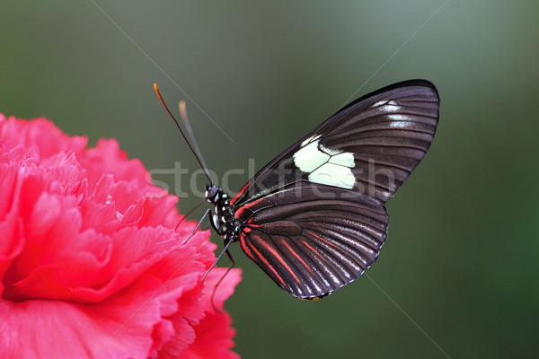 Colorido borboleta foto detalhes parque flor Foto stock © Dermot68