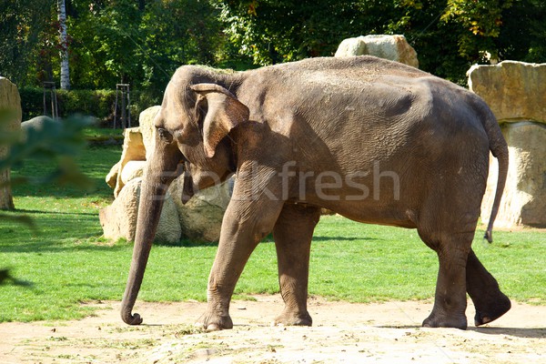 Indian elefante foto primo piano elefanti natura Foto d'archivio © Dermot68