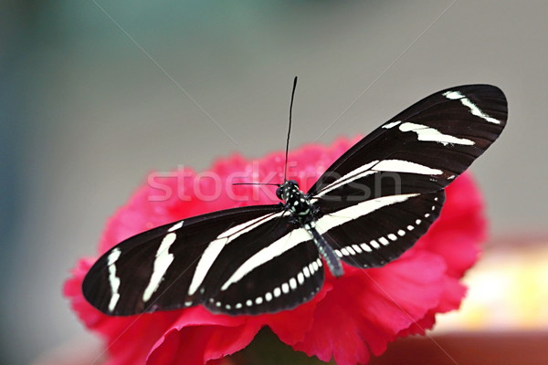 Colorido borboleta foto detalhes parque flor Foto stock © Dermot68