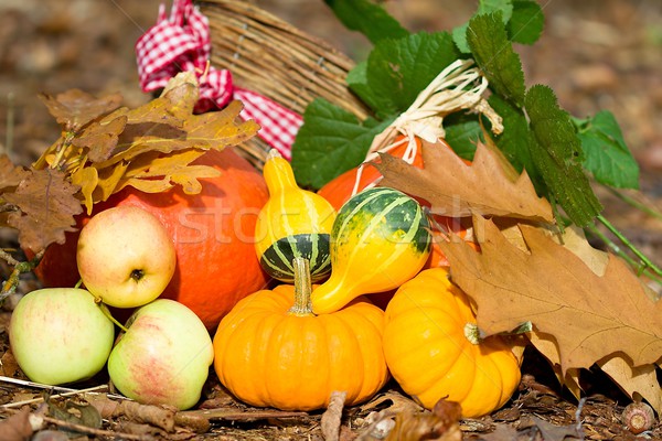 Autunno vegetali primo piano foto legno Foto d'archivio © Dermot68