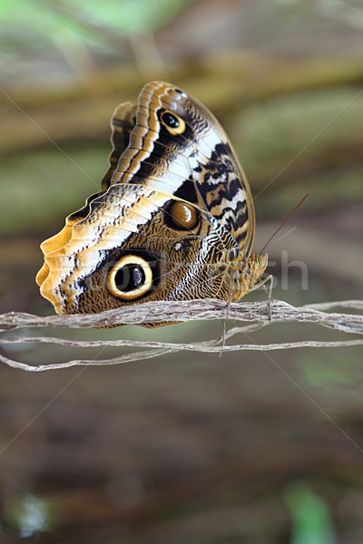 Colorido borboleta foto detalhes parque flor Foto stock © Dermot68