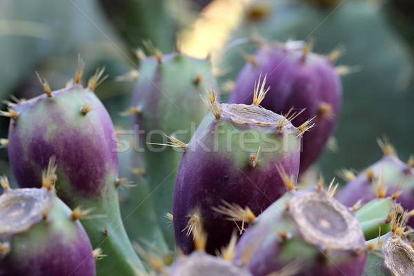 Bella cactus giardino foto tardi estate Foto d'archivio © Dermot68