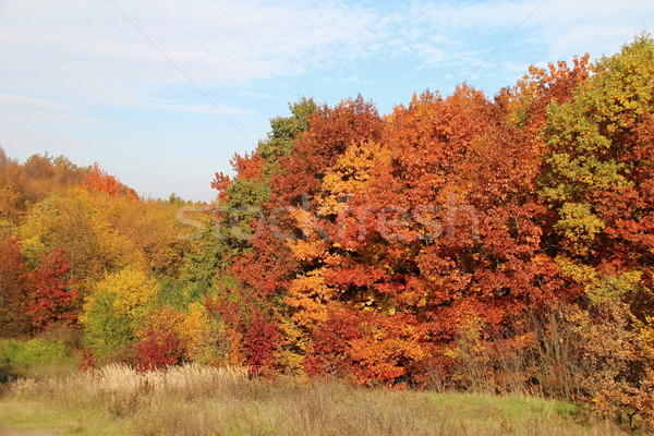 秋 カラフル 写真 遅い 木材 光 ストックフォト © Dermot68