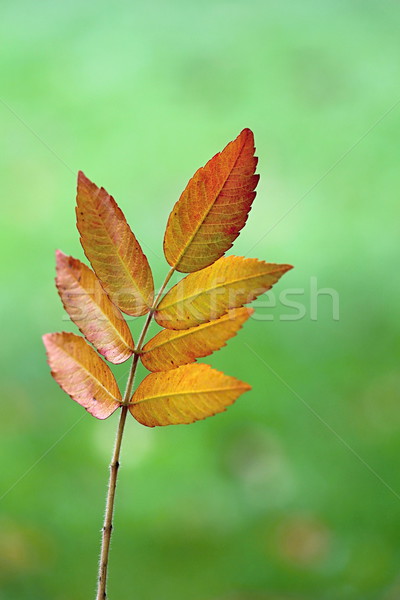 Autunno colorato legno foto tardi tempo Foto d'archivio © Dermot68