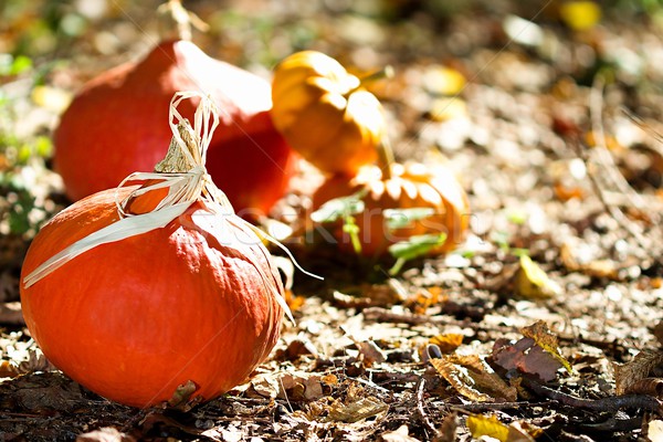 Autunno vegetali primo piano foto legno Foto d'archivio © Dermot68