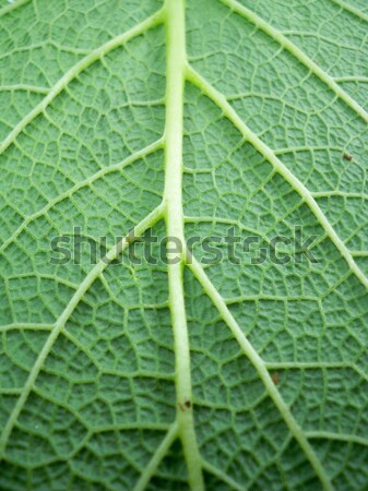 Macro photo of leaf  Stock photo © designsstock