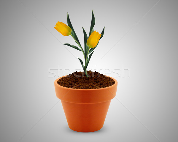 flower in clay pot  Stock photo © designsstock