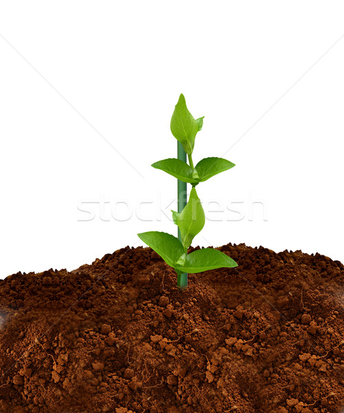 Grünen Anlage jungen weiß Blatt dunkel Stock foto © designsstock