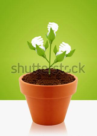 growing concept Stock photo © designsstock