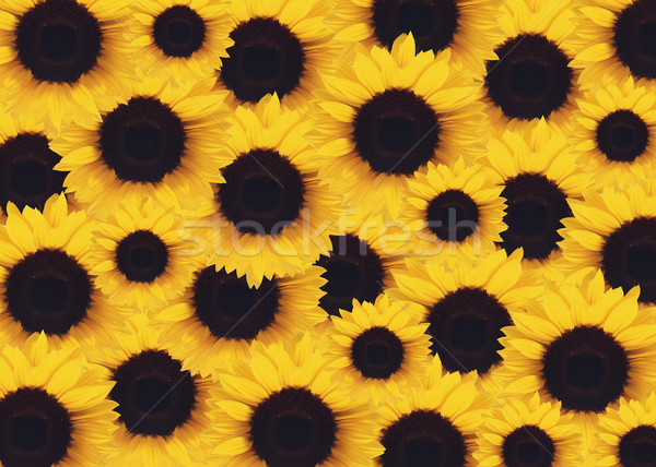 Foto stock: Amarelo · girassol · belo · flor · fundo · verão