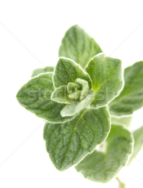 [[stock_photo]]: Herbe · isolé · blanche · herbe · jardin · médecine