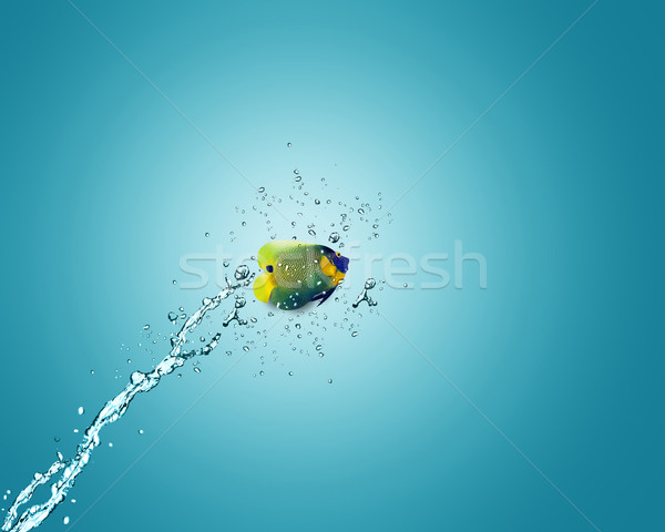 Angelfish jumping out of water Stock photo © designsstock