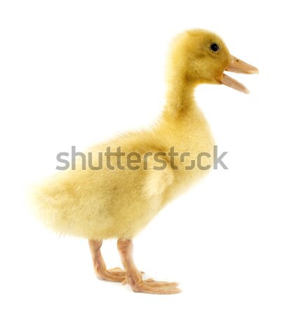 Funny amarillo patito edad aislado blanco Foto stock © designsstock