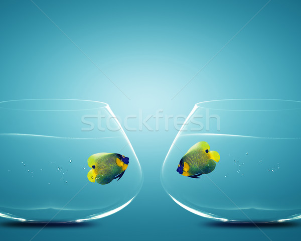Two Angelfish in Two bowls Stock photo © designsstock