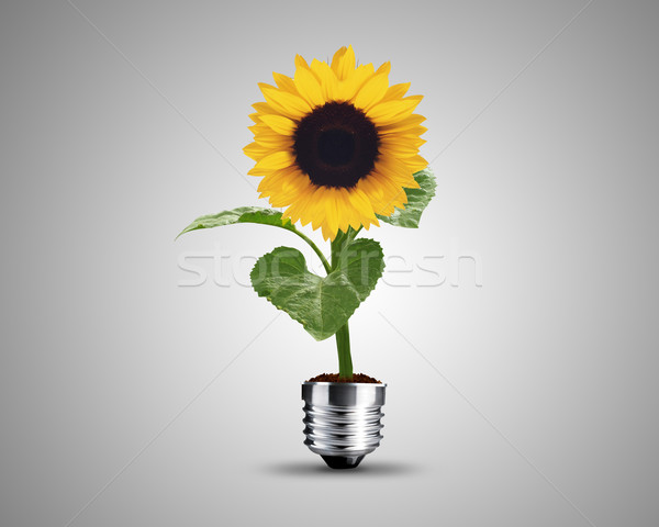 [[stock_photo]]: Ampoule · tournesol · usine · image · lumière · design
