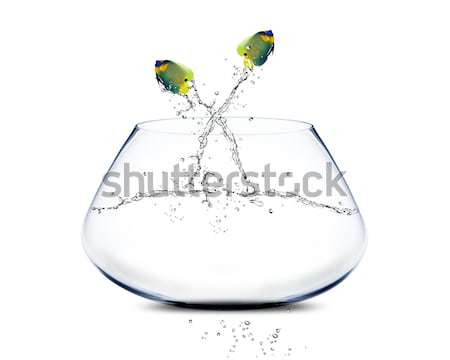 Angelfish jumbing to other bowl Stock photo © designsstock