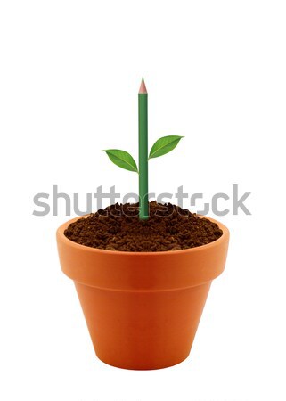 Young plant in clay pot Stock photo © designsstock
