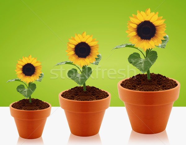 growing concept Stock photo © designsstock