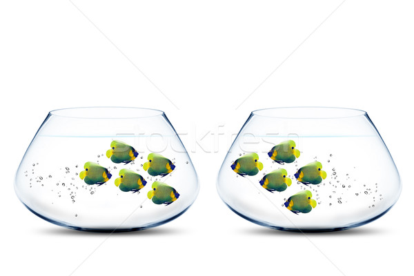 Two groups of angelfish in fishbowls  Stock photo © designsstock