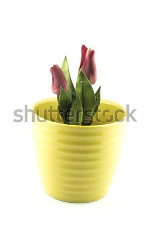 Aardewerk bloempot witte bloem achtergrond plaat Stockfoto © designsstock
