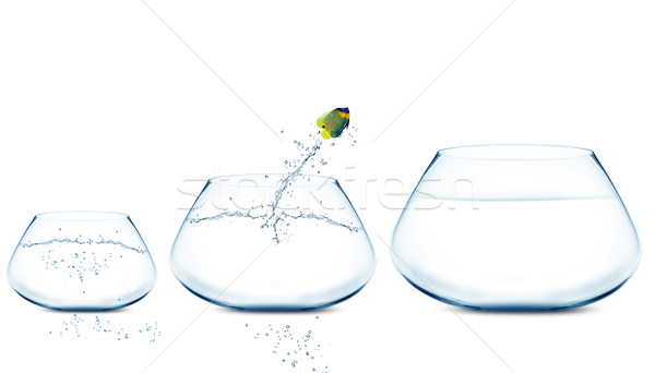 Anglefish jumping to Big bowl Stock photo © designsstock