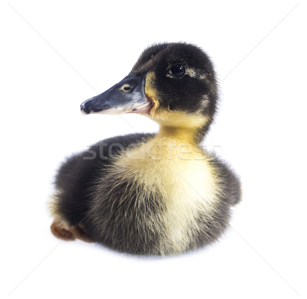 Funny negro patito amarillo edad aislado Foto stock © designsstock