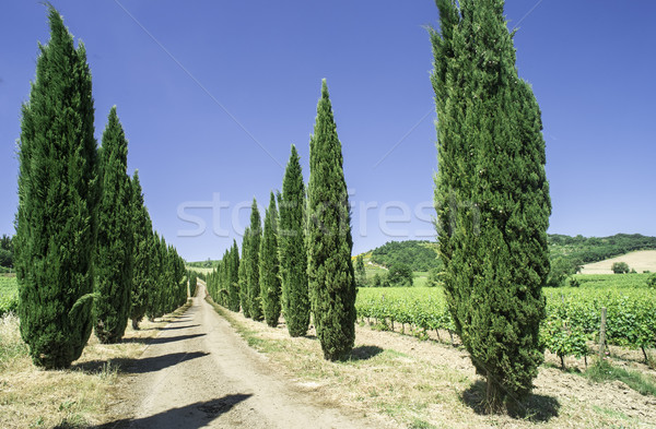 Strade Toscana Italia giorno luce cielo Foto d'archivio © deyangeorgiev