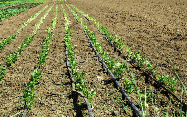 Stock photo: Plantations with lettuce