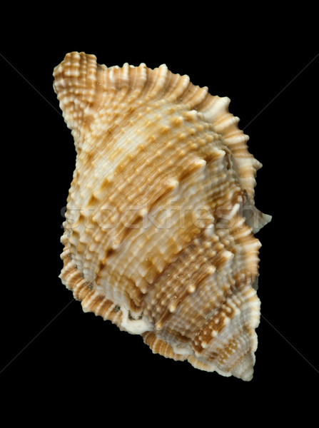 Stock photo: Shell Rapana