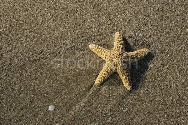 Starfish onde luce del sole spiaggia acqua pesce Foto d'archivio © deyangeorgiev