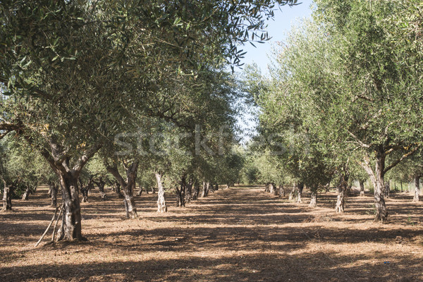 Foto stock: De · oliva · árboles · plantación · agrícola · tierra · fondo