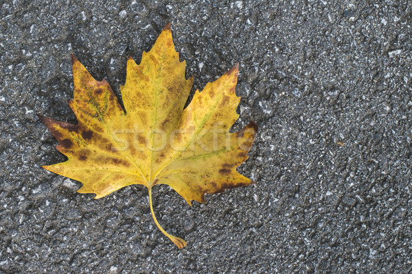 Herbst Blatt Bürgersteig dunkel Textur Stadt Stock foto © deyangeorgiev