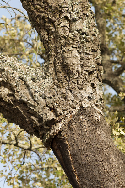 A corkwood tree Stock photo © deyangeorgiev