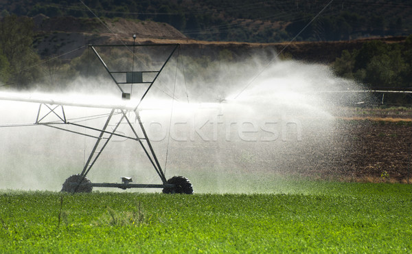 Nawadnianie wody żywności trawy charakter dziedzinie Zdjęcia stock © deyangeorgiev