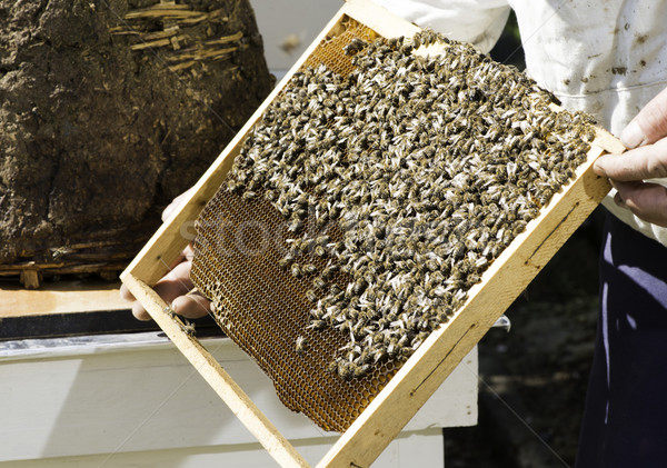 Beekeeper look honeycombs Stock photo © deyangeorgiev