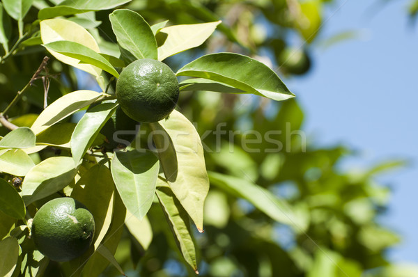 Green unripe orange fruit Stock photo © deyangeorgiev