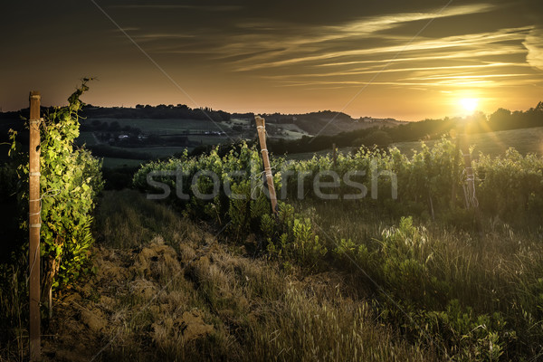 Zonsondergang nacht lichten hemel wijn natuur Stockfoto © deyangeorgiev